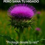 La Maravillosa Flor Lila: Un Regalo de la Naturaleza para Tu Hígado