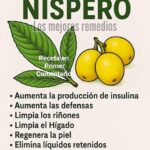 Descubre los Beneficios de las Hojas de Níspero para Tu Salud