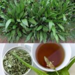 Los Increíbles Beneficios del Plantago Lanceolata: Usos y Recetas Naturales