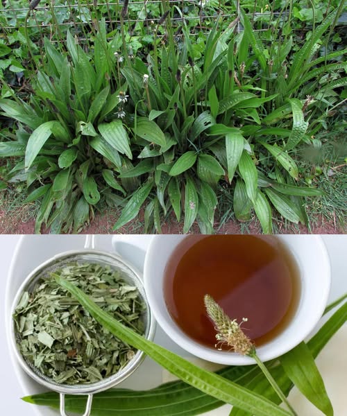 Hojas de Plátano y Té de Llantén