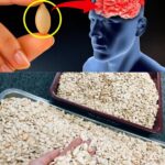 Beneficios Sorpresivos de Comer Semillas de Calabaza Diariamente