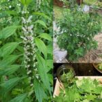 Agripalma Común: Calma Natural para el Corazón, la Mente y las Emociones