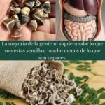 Semillas de Moringa: Beneficios Sorprendentes y Recetas Naturales