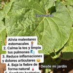 Hierba Santa: El Tesoro de la Medicina Natural