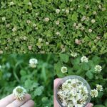 El Trébol Blanco: Un Poderoso Aliado Natural para Tu Salud