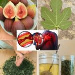 Descubre el Oro Escondido en las Hojas de Higuera para la Salud Cardiovascular