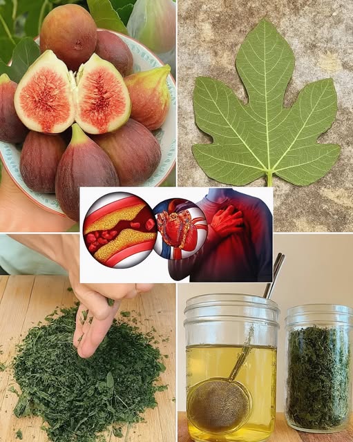 Preparación de té de hojas de higuera