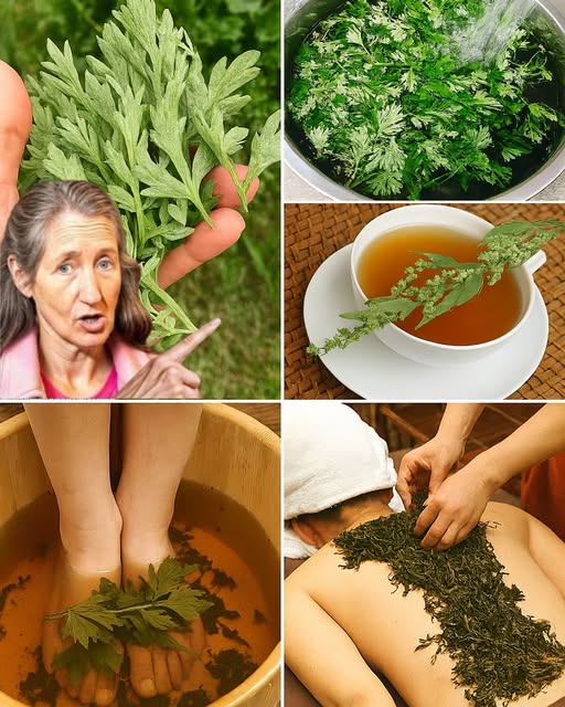 Usos de las hojas de artemisa en remedios naturales