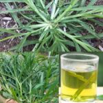 Los Sorprendentes Beneficios del Pasto de Trigo: Una Planta Curativa que Crece en Todas Partes