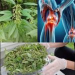 Descubre las Propiedades Curativas de la Ortiga para Aliviar Dolores Articulares