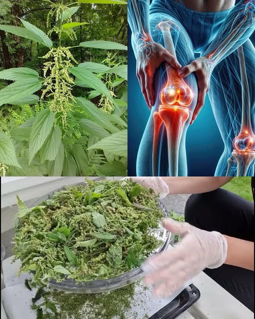Preparación de un remedio natural a base de ortiga