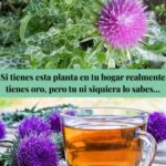 El Cardo Mariano: La Planta de Oro para tu Salud