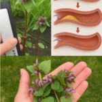 El Poder de las Plantas Medicinales: Beneficios para tu Salud