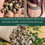 Semillas de Moringa: El Superalimento que No Conoces