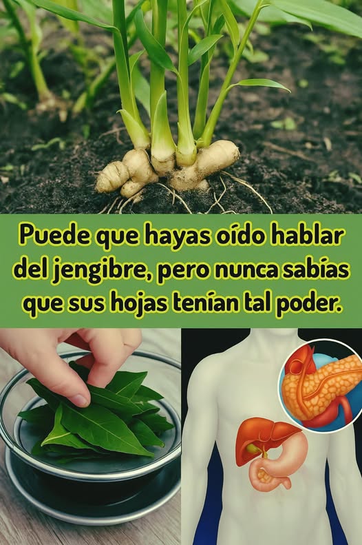 Hojas de jengibre