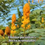 Senna alata: El Secreto Ancestral para Limpiar el Colon en 3 Días