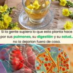 Beneficios del Verbasco: Una Planta Maravillosa para Tu Salud