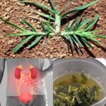 La Cola de Caballo: Un Tesoro Natural para la Salud Renal