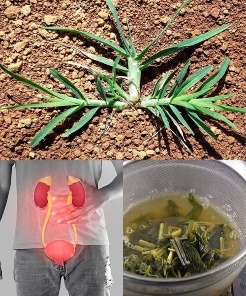 Cola de caballo, un remedio natural para la salud renal