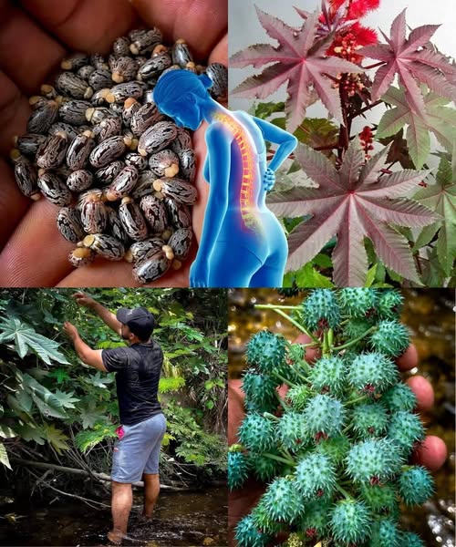 Semillas y frutos de ricino