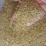 Los Milagros del Alpiste: De Alimento para Aves a Medicina Natural