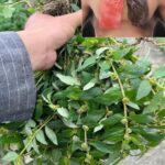 Nunca Pises Esta Hierba: La ‘Mina de Oro’ del Jardín y Su Potencial Medicinal