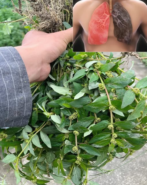 Planta medicinal conocida como mina de oro
