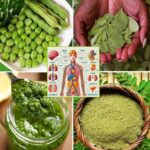 El Árbol Milagroso: Explorando los 6 Beneficios de la Moringa para tu Salud