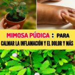 La Mimosa Púdica: La Planta que Lo Cura Todo
