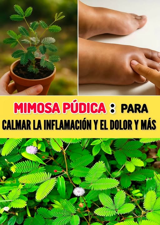 Mimosa Púdica