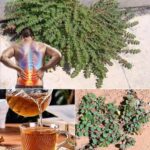 Chanca Piedra: La Planta Silvestre que Revoluciona los Remedios Naturales