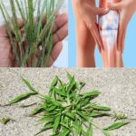 El Poder del Pasto de Cangrejo: Remedios Naturales para el Dolor Articular