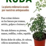 Ruda: La Planta Maravillosa con Incontables Beneficios Medicinales