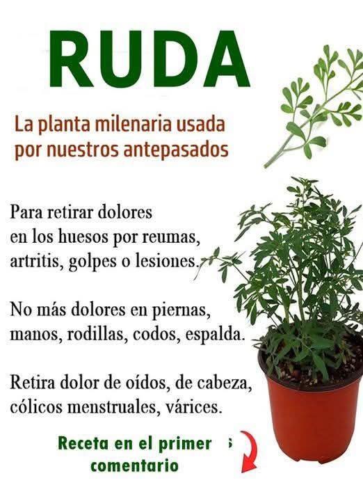 Ruda en maceta