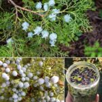 ¡Descubre el Poder del Enebro: Un Tesoro Natural para tu Salud y Cocina!