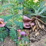 El Cardo Mariano: La Medicina Natural Creciente para la Salud del Hígado
