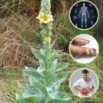 Gordolobo: La Planta Mágica para la Salud que Todos Deben Conocer