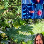 Descubre el Poder del Ricino: Remedios Naturales para la Salud