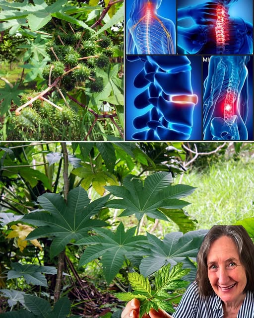 Planta de Ricino y Usos Medicinales