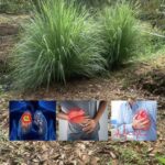 Té de Hierbaluisa: Una Bebida Milenaria Llena de Beneficios