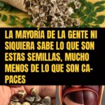 Las Semillas Mágicas: Beneficios Saludables que No Conocías