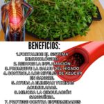 Verdolaga: Un Tesoro Escondido para Tu Salud y Bienestar