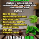 Infusión Reparadora de Llantén: El Tesoro Silvestre para la Salud Integral