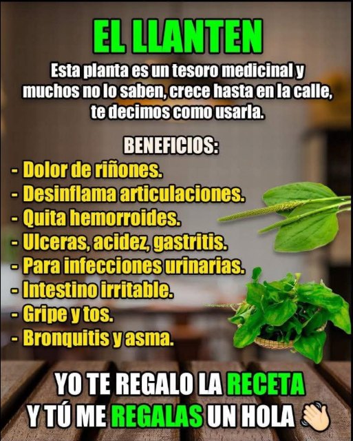 Hojas de llantén Hojas de llantén