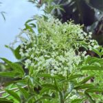 Beneficios Medicinales del Saúco (Sambucus nigra)