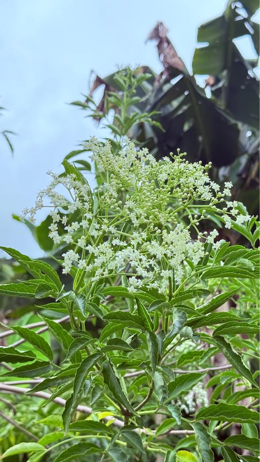 Planta de saúco