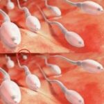 Beneficios de Tragarse el Semen: Salud y Remedios Naturales