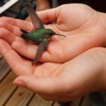 El Colibrí en Tu Hogar: Un Mensaje Natural de Esperanza y Salud