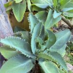 Beneficios Medicinales de la Kalanchoe Pinnata: Remedios Naturales Efectivos