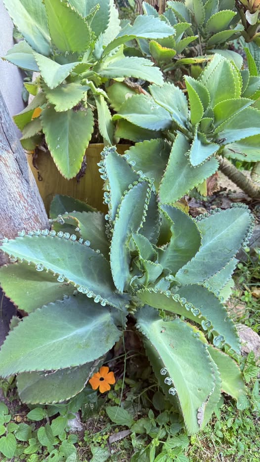 Kalanchoe pinnata